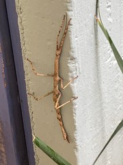 Cladomorphus phyllinus