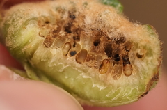 Neuroterus quercicola