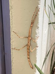 Cladomorphus phyllinus