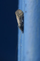 Ceraclea nigronervosa