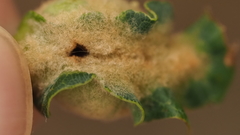 Neuroterus quercicola