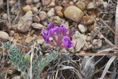 Astragalus missouriensis
