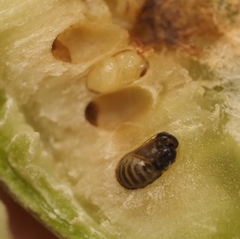 Neuroterus quercicola