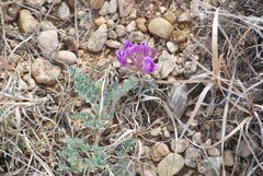 Astragalus missouriensis