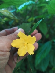 Pavonia sepium
