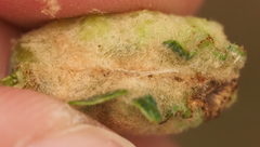 Neuroterus quercicola