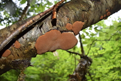Phellinus pomaceoides