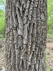 Fraxinus biltmoreana