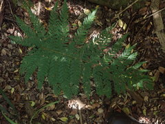 Polystichum pungens