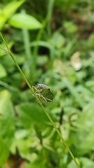 Hemiptera