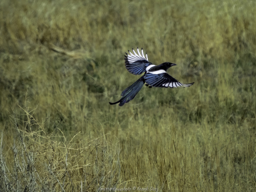 Black-billed Magpie, Rocky Mountain Arsenal National Wildlife Refuge, Denver, CO, US, photo 7 of 10