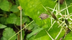 Hemiptera