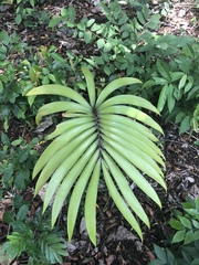 Zamia