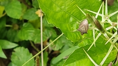 Hemiptera