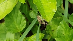 Hemiptera
