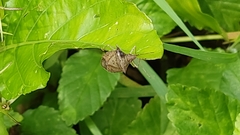 Hemiptera