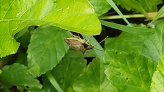 Hemiptera