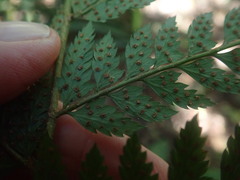 Polystichum pungens