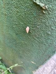 Bulimulus tenuissimus