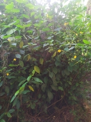 Pavonia sepium