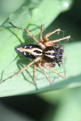 Oxyopes heterophthalmus