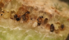 Neuroterus quercicola