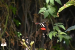 Heliconius erato