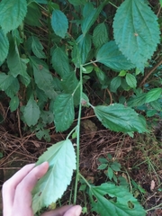 Pavonia sepium