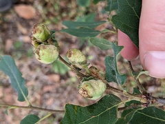 Neuroterus quercicola