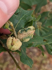 Neuroterus quercicola