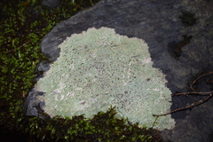Porpidia albocaerulescens var. albocaerulescens image