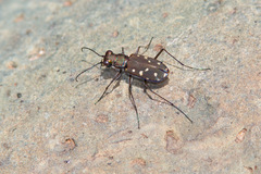 Cicindela sedecimpunctata