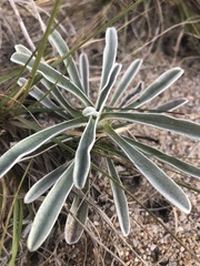 Berroa gnaphalioides