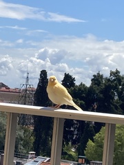Serinus canaria domesticus