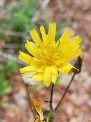 Hieracium megacephalon