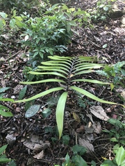 Zamia