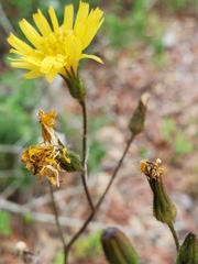 Hieracium megacephalon