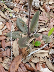 Hieracium megacephalon