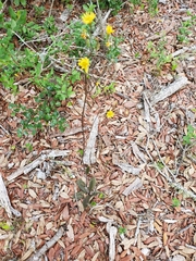 Hieracium megacephalon