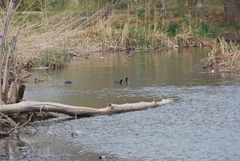 Fulica americana