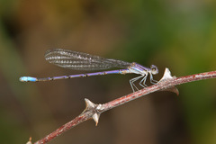 Argia hinei