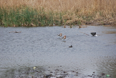 Recurvirostra americana