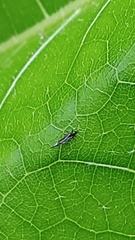 Insecta