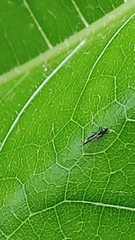 Insecta