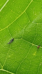 Insecta