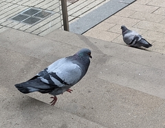 Columba livia domestica