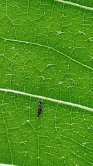 Insecta