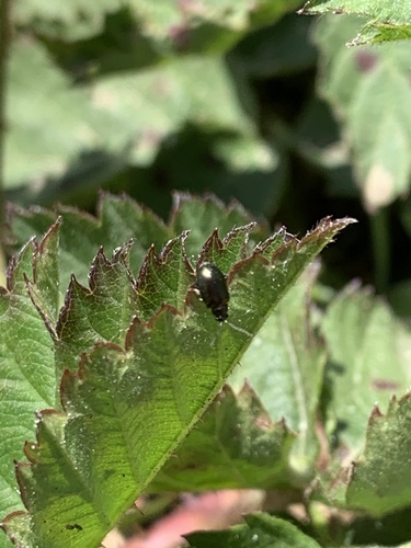 iNaturalist observation photo of Leaf Beetles