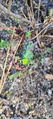 Euphorbia lurida
