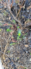 Euphorbia lurida